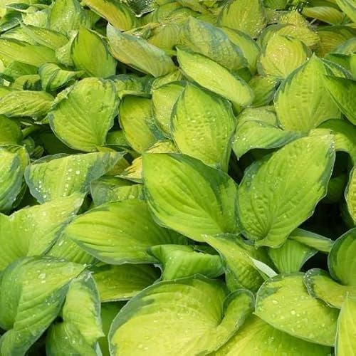 6x Gelbgrüne Funkie 'Gold Standard' - Hosta fortunei ‘Gold Standard’ - Topf 9x9cm