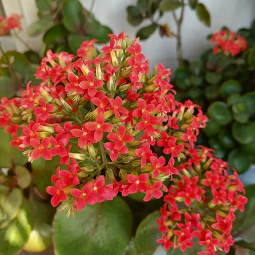 Semillas de Kalanchoe blossfeldiana, de interior semillas mariposas silvestres exterior resistentes exóticas decoración variedades antiguas 220pcs