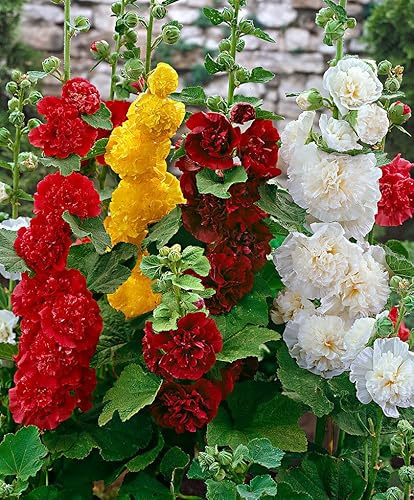 SeedsUP - 50+ Seeds Hollyhock Double - Flower Mix