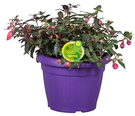 Planta de Fucsia Natural una Alternativa Fresca y Moderna Fácial de Cuidar