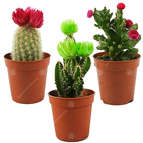 Mini Disco Kaktus Mix Haus/Büro 5.5cm getopfte kleine Geschenkepflanze (3 Pack)