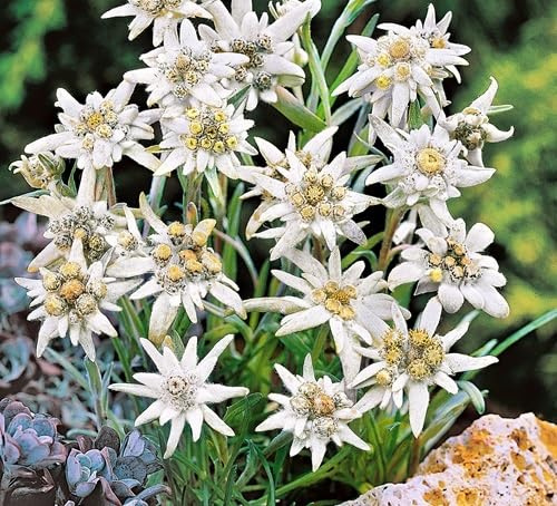Graines de fleurs d'Edelweiss 100pcs blanc