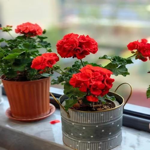 plantas de geranio - semillas plantas de balcón resistentes plantas perennes resistentes semillas de prados de flores -Serie Plantas Raras- plantas exóticas flores juntas semillas de 550pcs