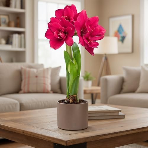 FLORIUM Amaryllis Zwiebel Double Pink | 1 Blumenzwiebel in Großformat 26/30 | Exklusive Blumenzwiebeln Amarillis | Echte Pflanzen aus Holland | Hippeastrum Zwiebeln