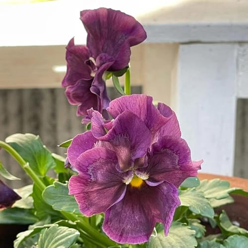 semillas de pensamiento, decoraciones, para lugares soleados de pensamiento, silvestres de balcón, cortadas 200pcs