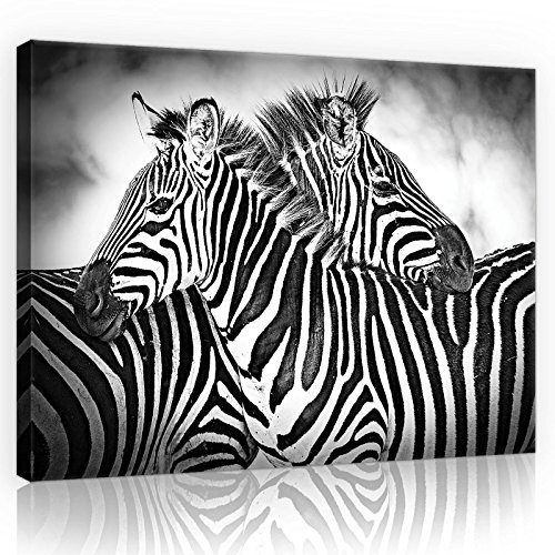 Forwall Leinwand Bilder 70x50 cm | Zebra schwarze und weiße Tiere, Leinwandbilder, Bild auf leinwand, Format: 70x50 cm (BxH) - einteilig auf Canvas
