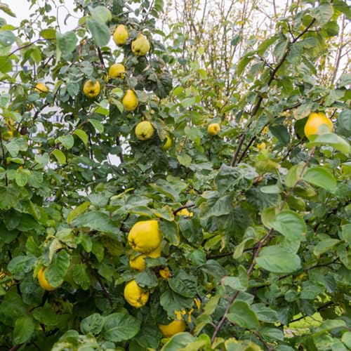 Quittenbaum steingartenpflanzen bohnenkraut exotische zimmerpflanzen pflanztöpfe dachbegrünung balkonpflanzen winterhart balkon deko winterharte kübelpflanzen bonsai topf säulenobst 80samen
