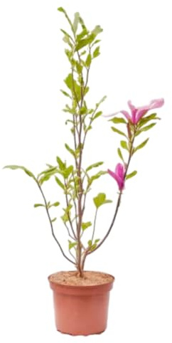 Verdecora Magnolio Chino en maceta 3L | Magnolia soulangeana | Planta Natural de Exterior | Floración Espectacular y Follaje Elegante | Ideal para Jardines y Terrazas
