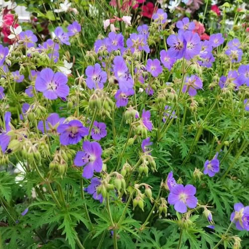 storchenschnabel winterhart garden sommerblumen, bodendecker exotische wildblumen zimmerpflanzen aussaat balkon deko schnittblumen bonsai 300samen