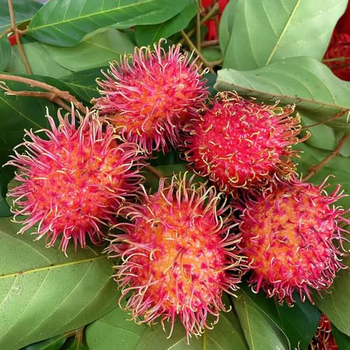rambután - sostenibles rambután Balcón exótico a prueba de invierno Cultivo de verdes, interior, Semillas balcón resistentes los amantes la 25semillas