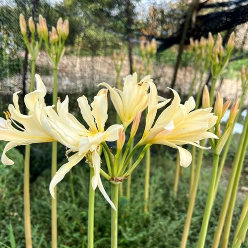 lirio araña, lirio de sangre - Cubresuelos resistentes Lycoris radiata resistentes en raros de primaveral Cultivar jardín en un balcón 9bulbos