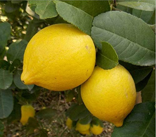 15 Seeds of Meyer Lemon Tree Seeds Rare Fruit Seeds Home Garden Plant DIY Bonsai…