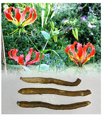 GARTHWAITE NURSERIES®: - UK Stockist : - 3 Gloriosa (Superba) Rothschildiana Flame (Climbing) Lily Bulbs Red/Yellow Summer Flowering Perennial Rare & Stunning