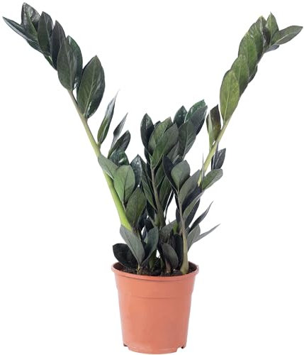 Glücksfeder 'Raven' 4+ - pflegeleichte Zimmerpflanze, schwarze Zamioculcas zamiifolia - Höhe ca. 35 cm, Topf-Ø 14 cm