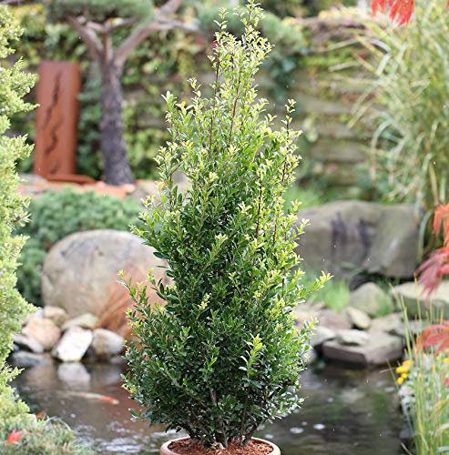 10x Chinesische Hecken Ilex 10-15cm - Ilex maximowicziana kanehirae - lebende Gartenpflanze aus den Baumschulen