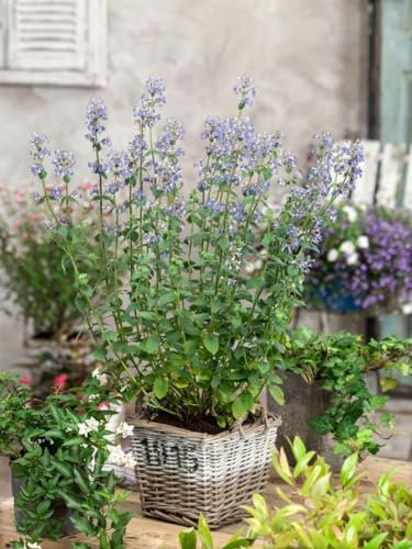 Nepeta x faassenii 'Gletschereis' 9x9 cm Topf – Winterhart, Mehrjährig, Pflegeleicht – Katzenminze – Beetstaude für Rabatte & Beetrand