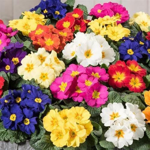 100 Stück gemischte Primel-Blumensamen