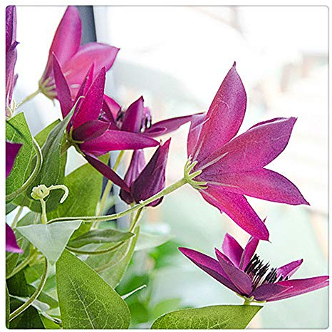 Lmy0624 Artificial Flowers Branches Clematis Florida Vivid Artificial Flowers Plant Home And Garden Decoration 69cm