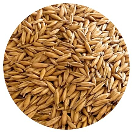 Oat Grass Seed - UK Regeneratively Grown | Ideal for Juicing, Pets & Microgreens | From Brow Farm, Lancashire (1.5kg)