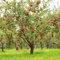 40 graines de pommier vert rouge
