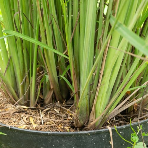 semi di citronella perenni - giardino di interno da esterno resistenti all'esterno 550pcs