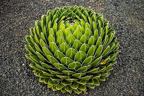 10 Samen Agave victoriae-reginae Königin Victoria Agaven Samen, Frostverträglich