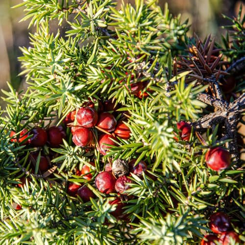 Semi di Taxus baccata, sostenibili esotico giardino semi di raro organico ornamentale, resistente resistenti giardino vecchie varietà 80pcs