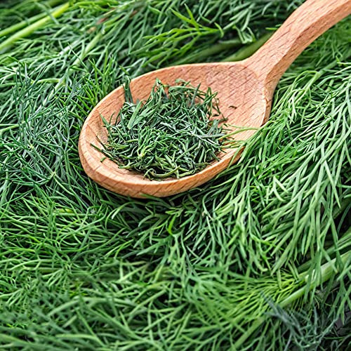 Semi di aneto - prodotti sostenibili resistenti giardino per giardinieri verdi biologiche coltivazione di 350pcs