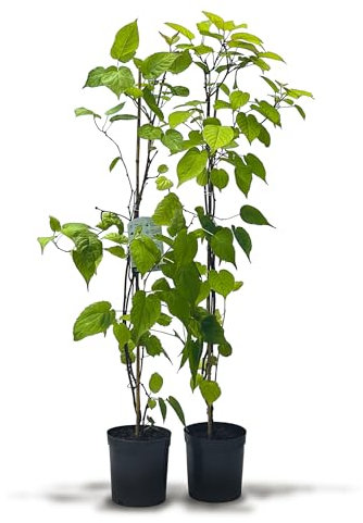 Kiwiri's Sibirisches Kiwibeeren Duo - 2 Kiwipflanzen (Actinidia kolomikta) - Mini Kiwi - Sortengarantie direkt vom Züchter