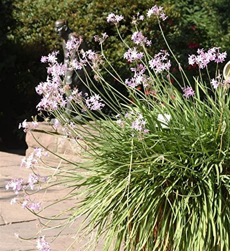Zimmerknoblauch Variegata - Tulbaghia violacea - lebende Gartenpflanze aus den Baumschulen