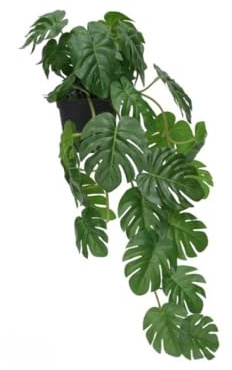 Gerimport Pot Monstera - Potus x 30-46 cm