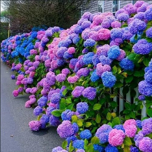30pcs Blue Pink Purple Hydrangea Seeds - Stunning and Resilient Perennial Flowers for Your Garden