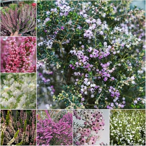 semillas de brezo de invierno interior fácil cultivo perennes resistentes jardín Serie raras 100pcs