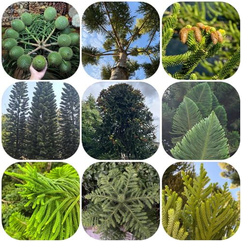 araucaria araucana - exotische gartenpflanzen winterhart mehrjährig zimmerpflanzen für garten dekoration 125samen