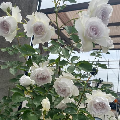 semi di rose primaverili tagliate selvaggio, autunno, perenne interni esotici ufficio riverdimento tetti bonsái 1500pcs