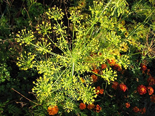 Portal Cool Anethum graveolens | aneth | 100_Seeds Livraison gratuite
