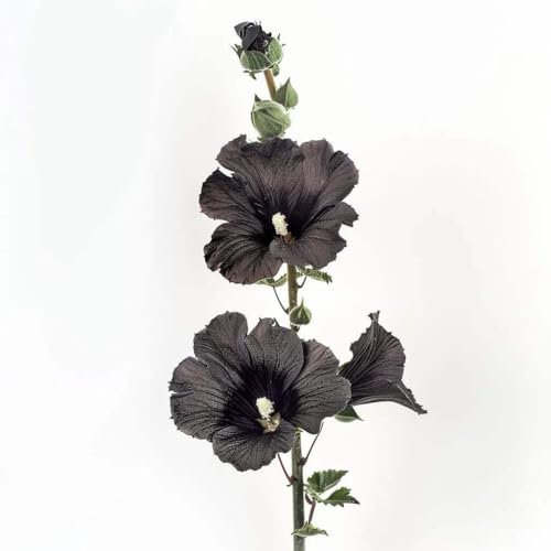 35 Black Hollyhock Seeds - SemiSauvage Permaculture