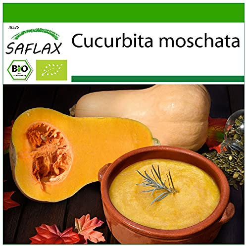 SAFLAX - BIO - Courge - Butternut - 6 graines - Cucurbita moschata
