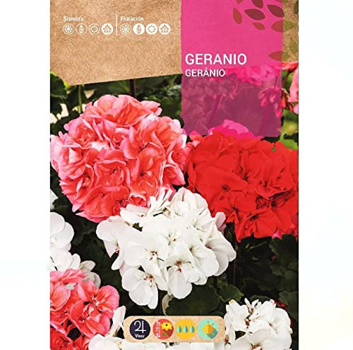Semillas de Geranios Variedad de Color Geranium Zonale o Gewranios Zonales con Flores de Colores