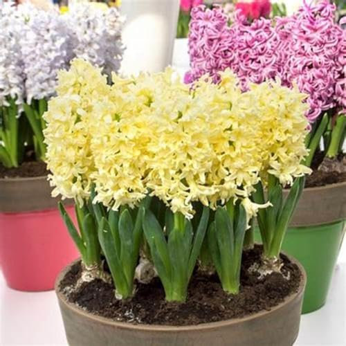 Hyacinth Bulbs UK Hyacinth Plant (Plant Bulbs,Cut Flowers,Wedding Flowers,Ornamental Flowers,Hardy Perennial)-8bulbs-a