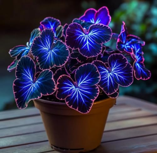 Winterharte Mehrjährige-Hostas,Einfach zu Pflegen-Funkien winterhart-Ausgezeichnete Verzierung,Wunderschön.-4rhizome-J