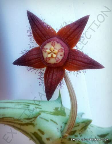DUVALIA SULCATA, exotic huernia rare orbea succulent stapelii seeds 3 seeds -