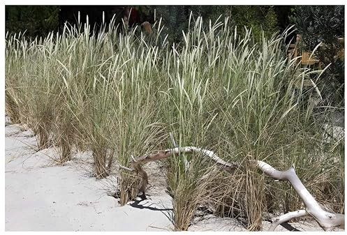 Stauden Gänge 10 x Ammophila arenaria im 1 Liter Topf (Ziergras/Gräser/Winterhart/Mehrjährig/Immergrün/Staude) Strandhafer - Dünengras - Holen Sie sich ihr Urlaubsfeeling in den Garten