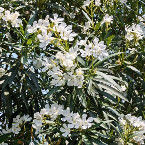 semi di oleandro, regali amanti giardino Nerium oleandro, semi di varietà da giardino roccioso da esterno come 30pcs