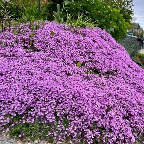 Semilla de tomillo rastrero - Jardín de rocas: resistentes pleno sol orgánicas exterior balcón invernadero interior jardín 200pcs