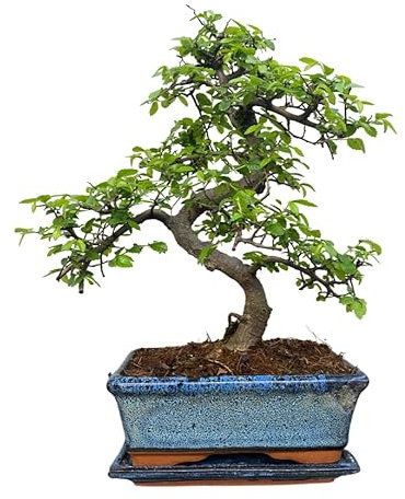 Chinese Elm Bonsai Tree - You Choose (9yr Chinese Elm)