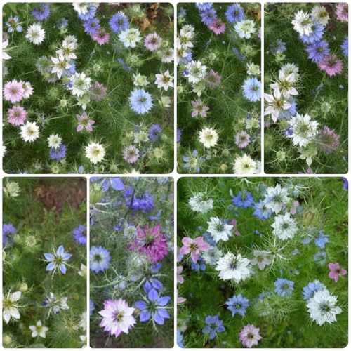 fanciulla dal seme verde, resistenti, balcone nigella giardino roccioso, perenni di selvatici, 800pcs