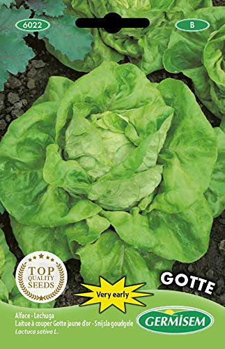 Germisem Kopfsalat GOTTE, mehrfarbig, EC6022