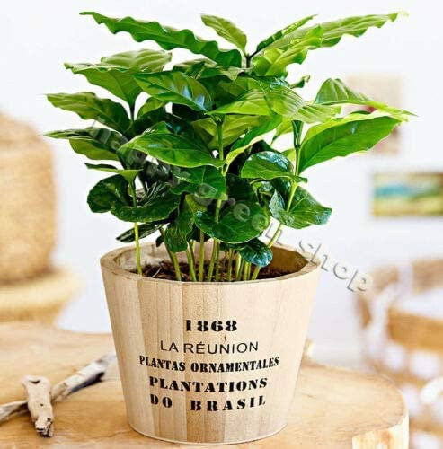 Dwarf Coffee Plant 10 Seeds + Freebie + Plant tag - Tropical Indoor - Coffea Arabica Nana, Green