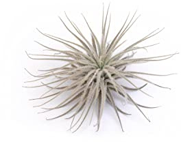 PLANDAIRE - Plantas de Aire Naturales Tillandsia Natural Tectorum - Clavel del Aire Snow - Planta Aerea Natural Nevada - Plantas de exterior - Planta de Interior Decorar Oficina Escritorio Estudio